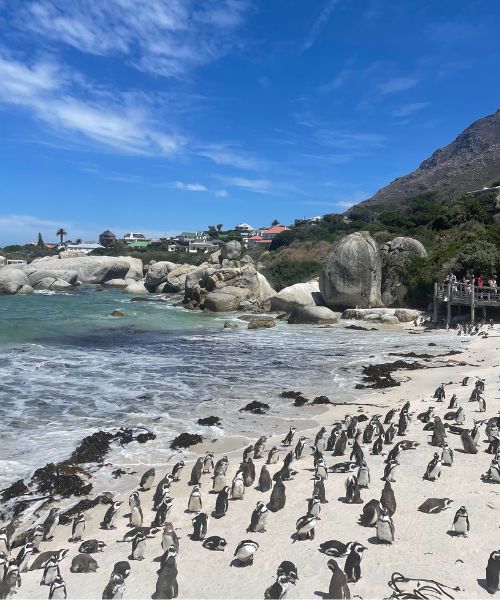 Penguins on Boulders Beach, a vital stop on any Cape Town itinerary