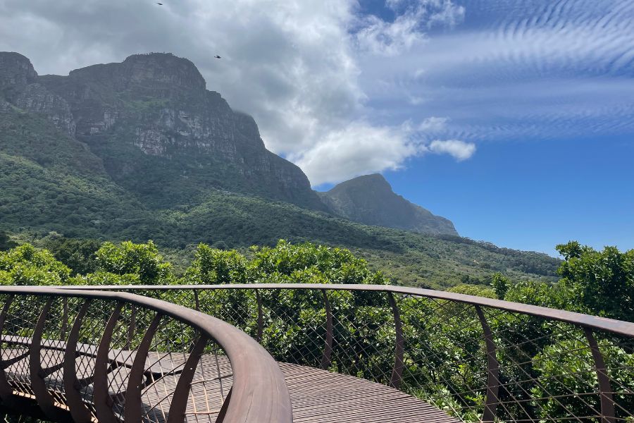 A view from the Tree Canopy Walkway at the Kirstenbosch Botanical Gardens, a great add to a Cape Town itinerary.